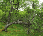 Vatnshornsskógur